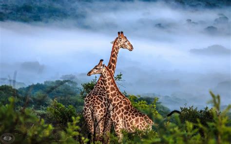 south africa safari packages